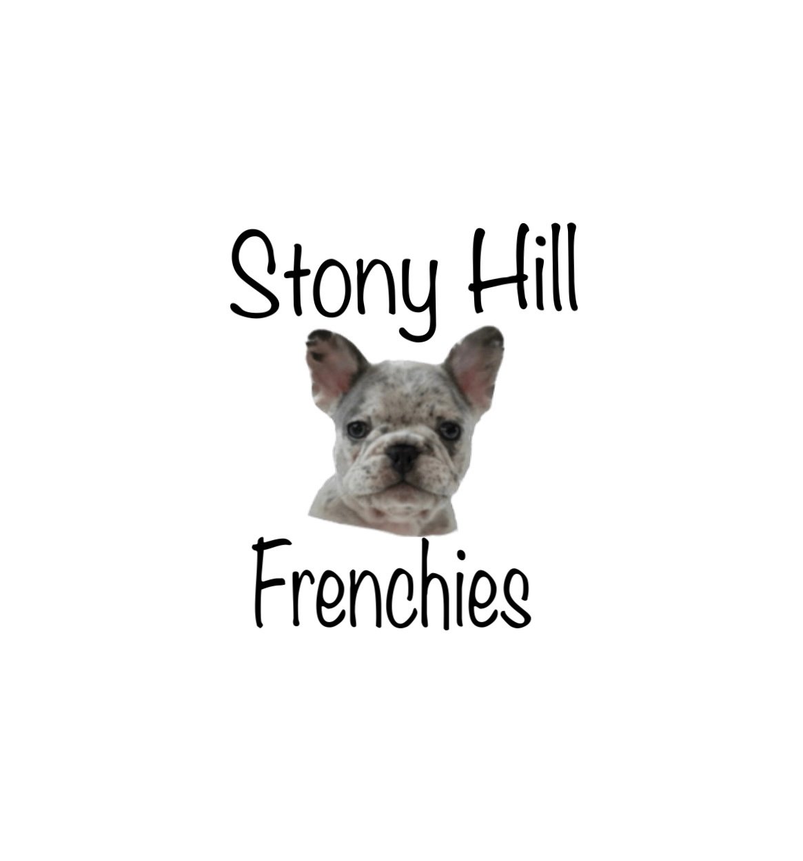 Home Stony Hill Frenchies Raising French Bull Dogs In Ohio