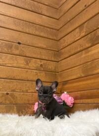 Izzy - Image 4