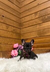 Izzy - Image 6