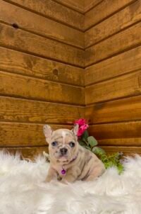 Sadie - Image 3