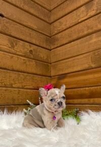 Sadie - Image 4
