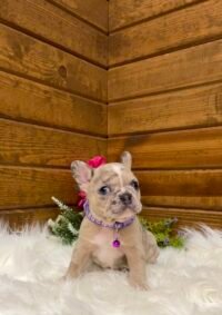 Sadie - Image 2
