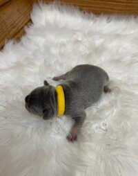 Winston - Image 3