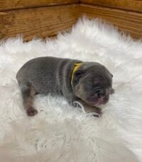 Winston