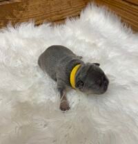 Winston - Image 2
