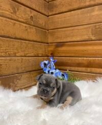 Winston