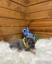 Winston - Image 2