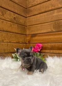 Rosie - Image 2