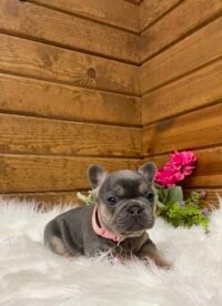 Rosie - Image 5