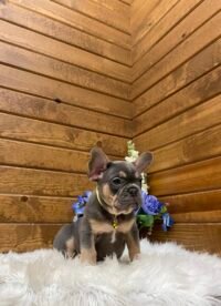 Winston