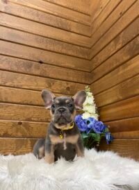 Winston - Image 3