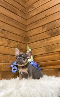 Winston - Image 4