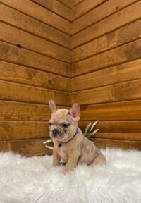 Rosco - Image 2