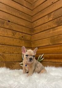 Rosco - Image 4