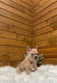 Rosco - Image 3
