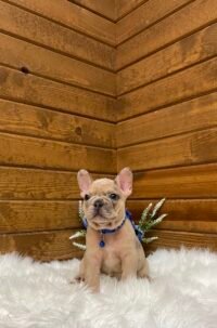 Rosco
