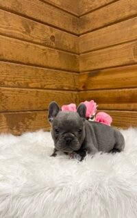 Darcy - Image 4