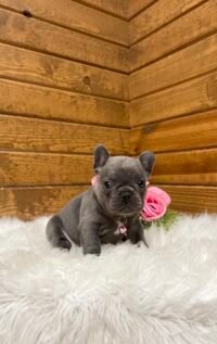 Darcy