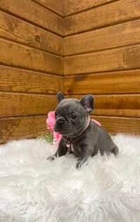 Darcy - Image 3