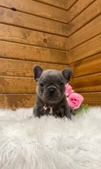 Darcy - Image 2