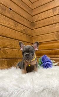 Yoda - Image 2