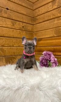 Hazel