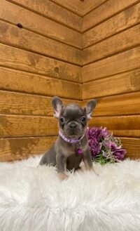 Violet