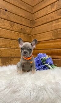 Toby - Image 3