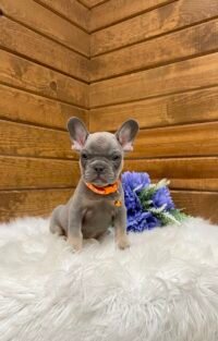 Toby