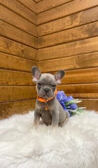 Toby - Image 5