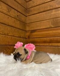 Lacey - Image 4