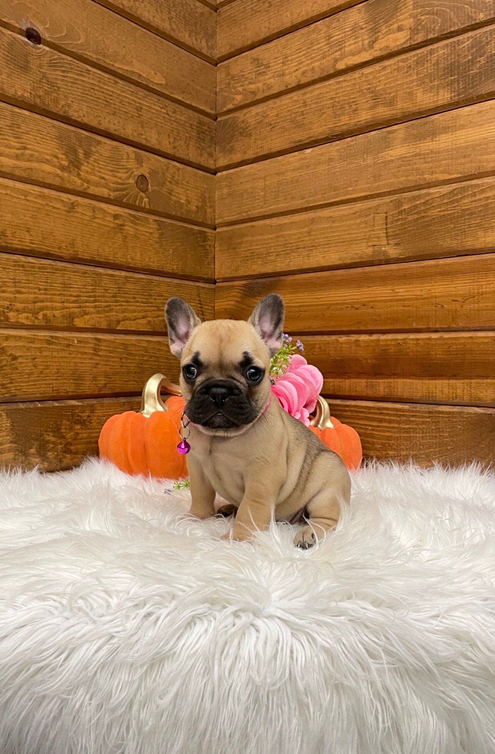 Lacey 1 IMG 8031 scaled