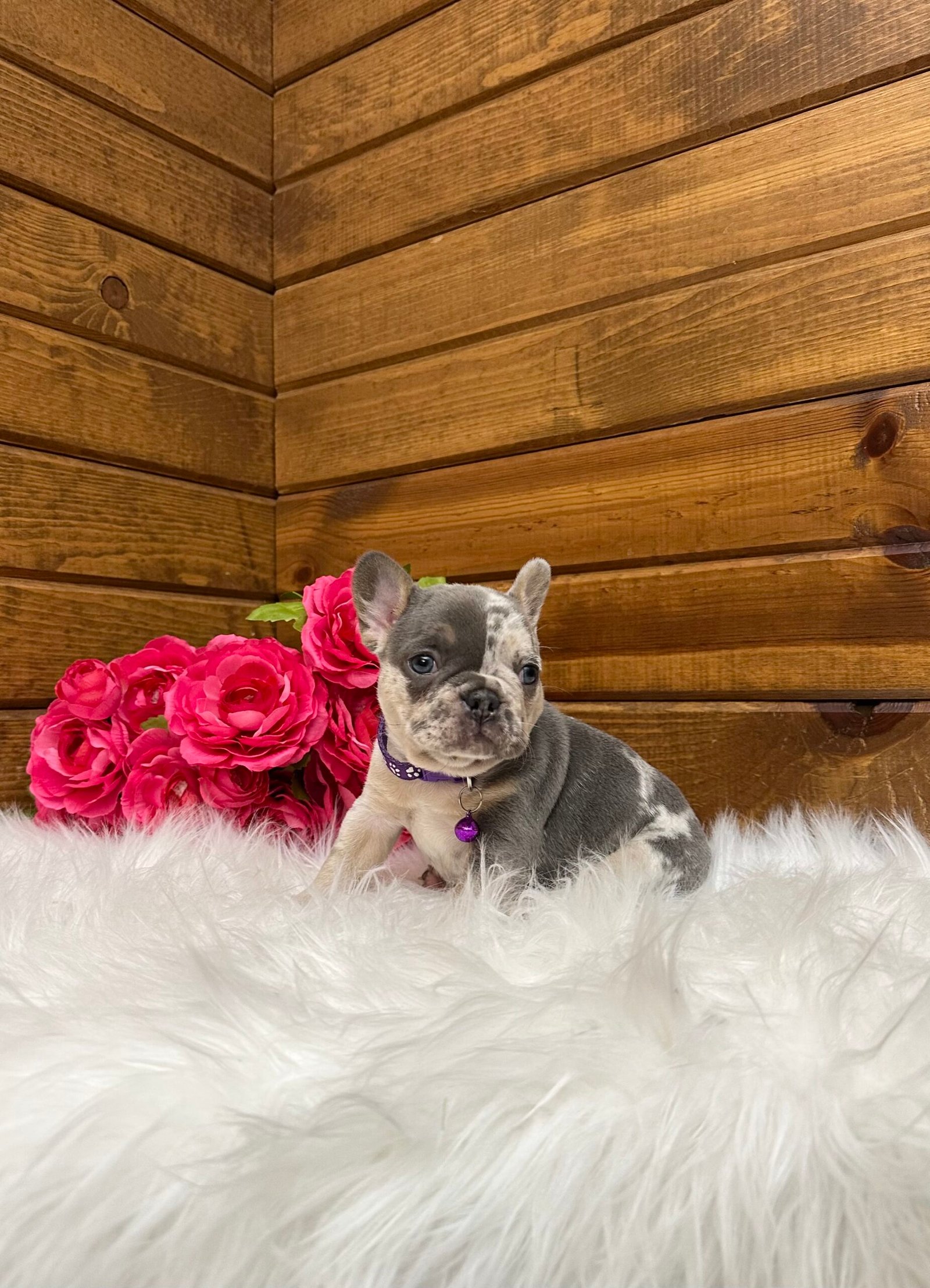 Janie 6 Janie - Image 6