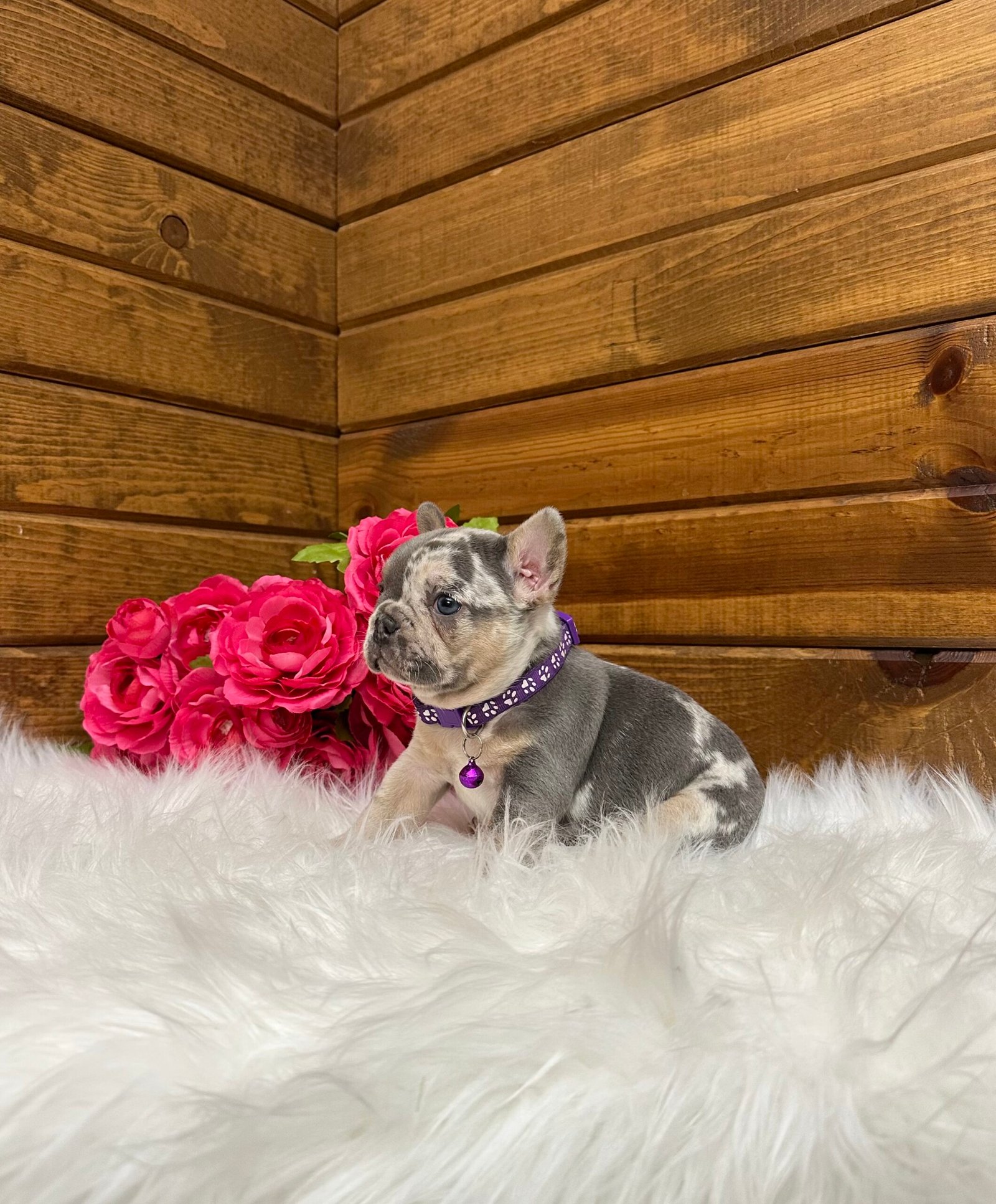 Janie 3 Janie - Image 3