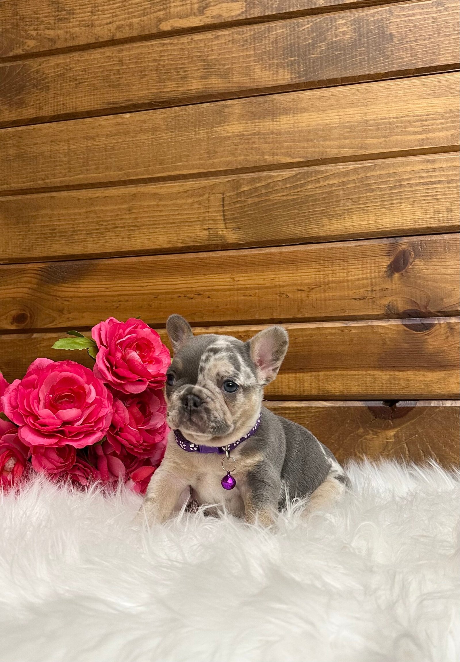 Janie 2 Janie - Image 2