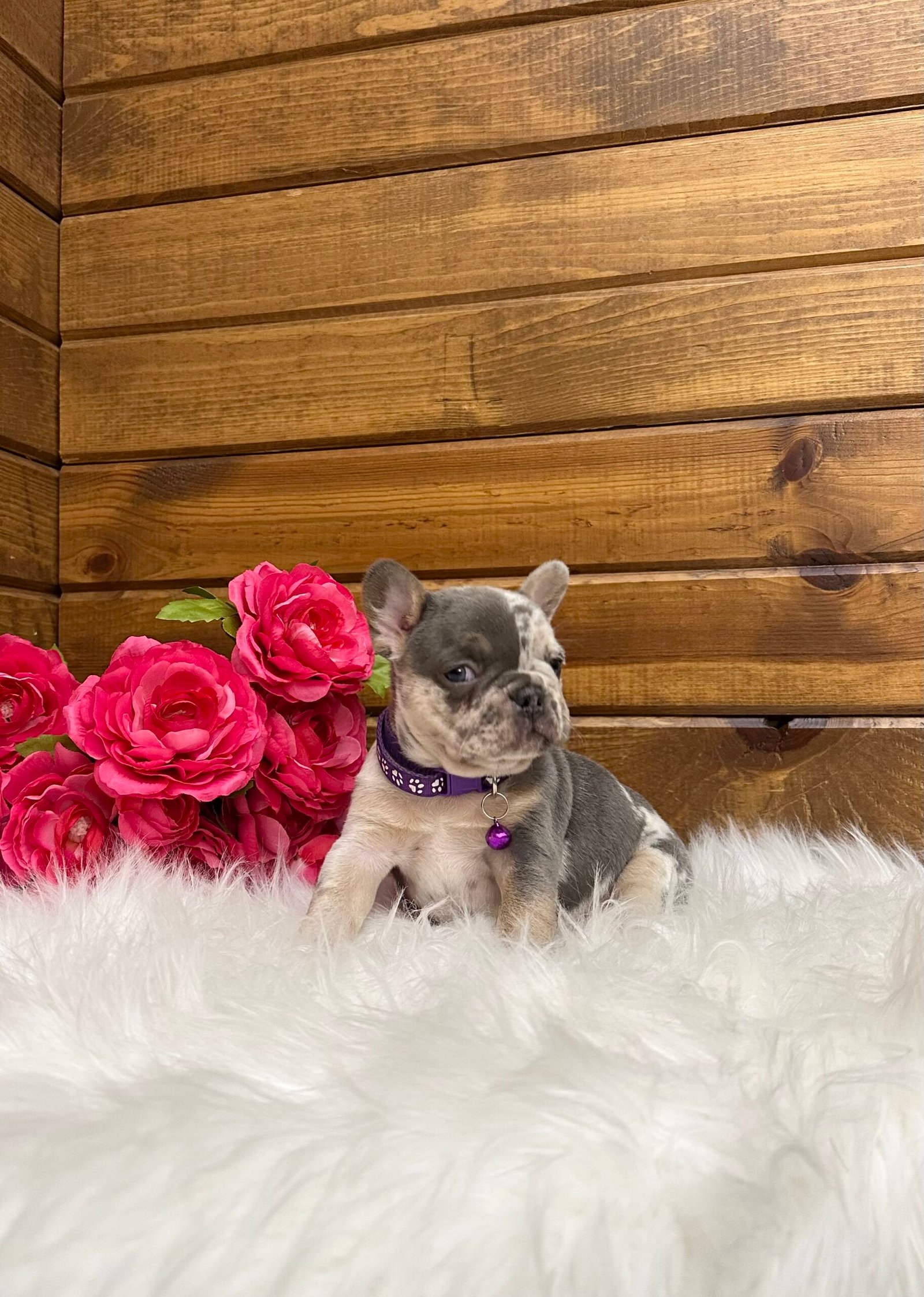 Janie 7 Janie - Image 7