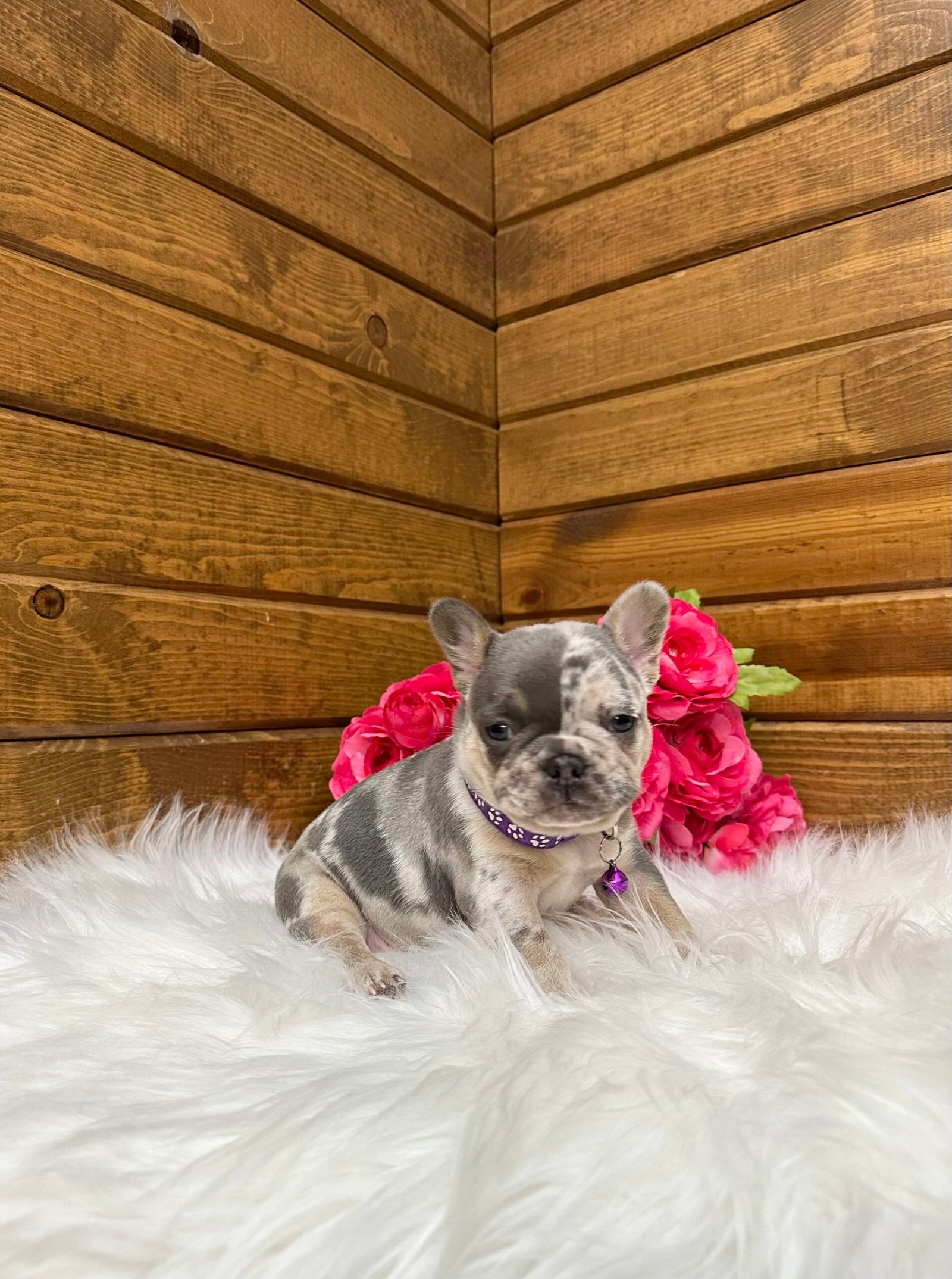 Janie 4 Janie - Image 4