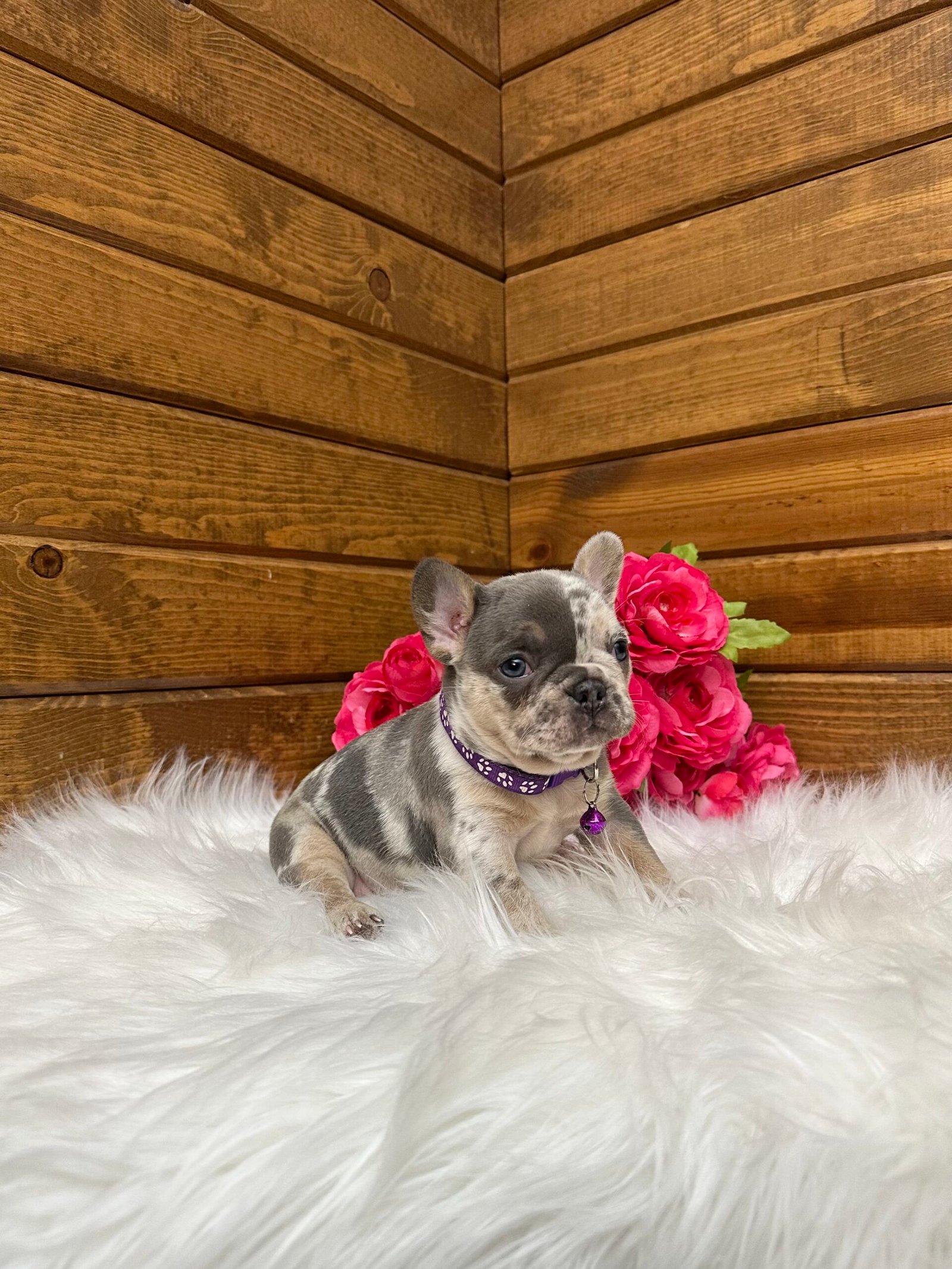 Janie 5 Janie - Image 5