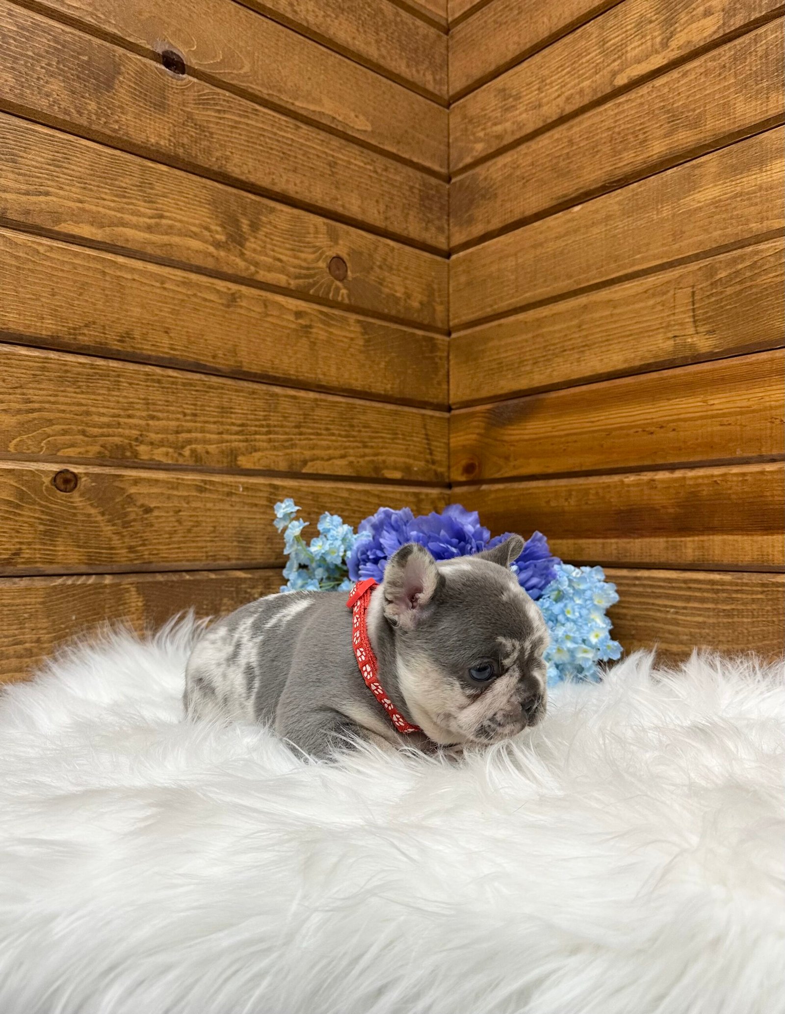 Jace 7 Jace - Image 7