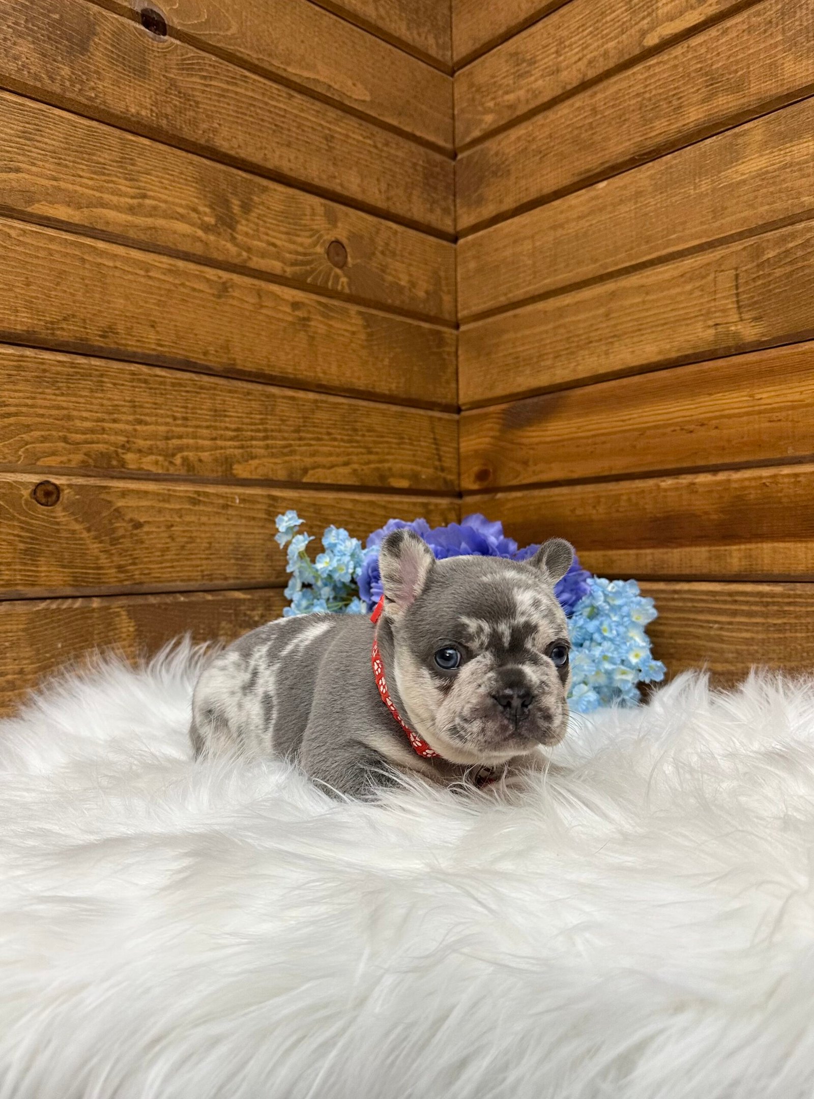 Jace 6 Jace - Image 6