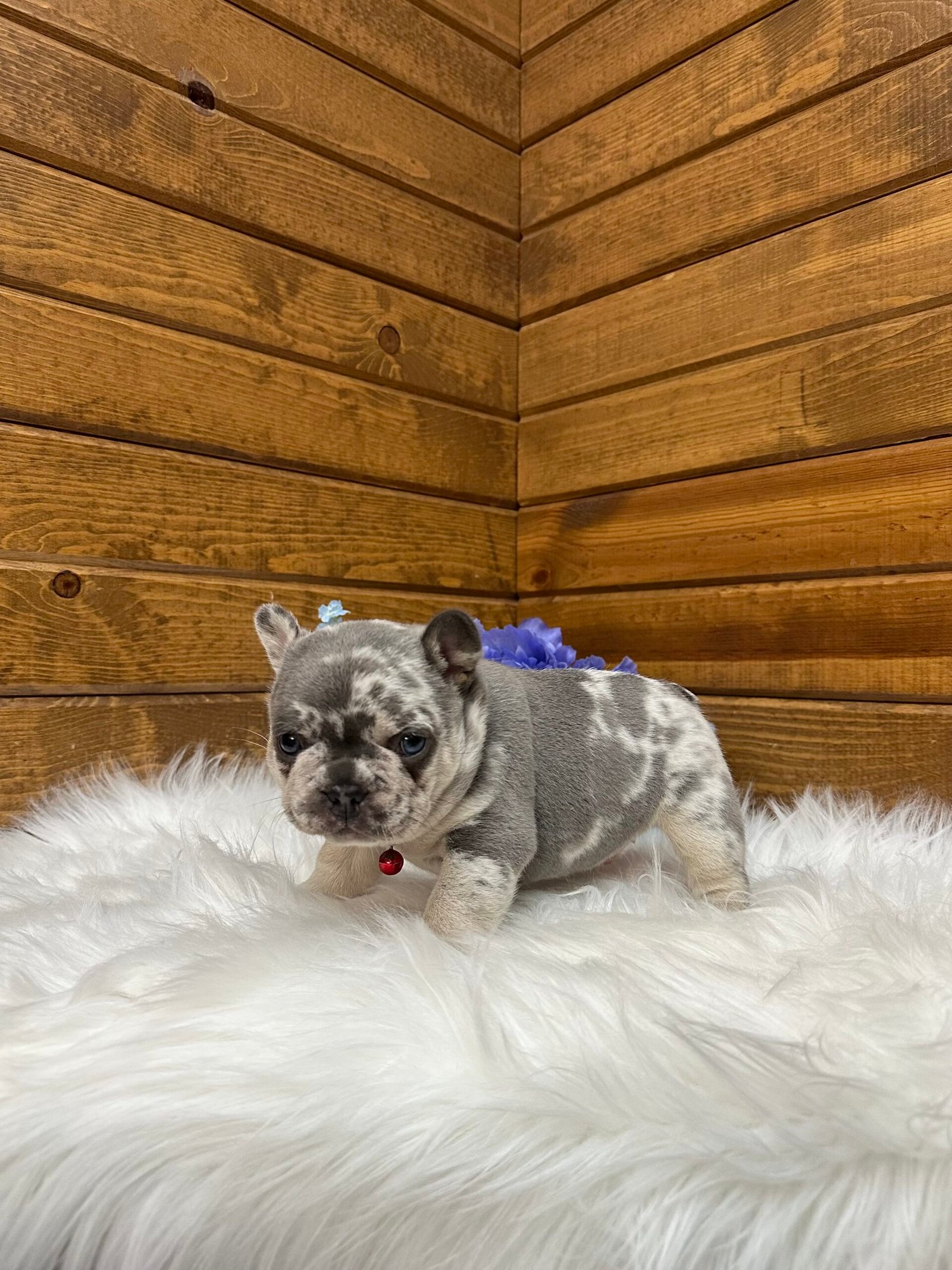 Jace 5 Jace - Image 5