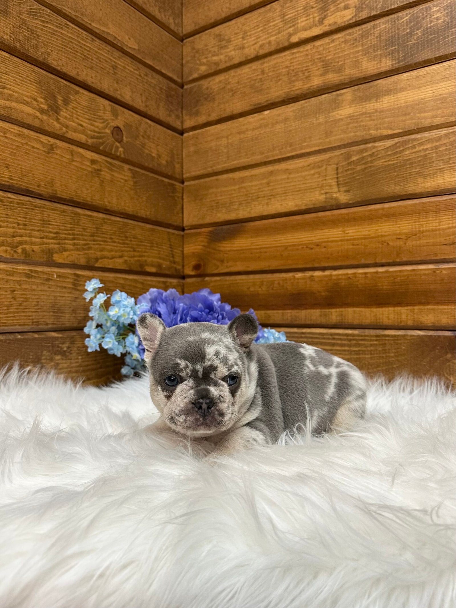 Jace 4 Jace - Image 4