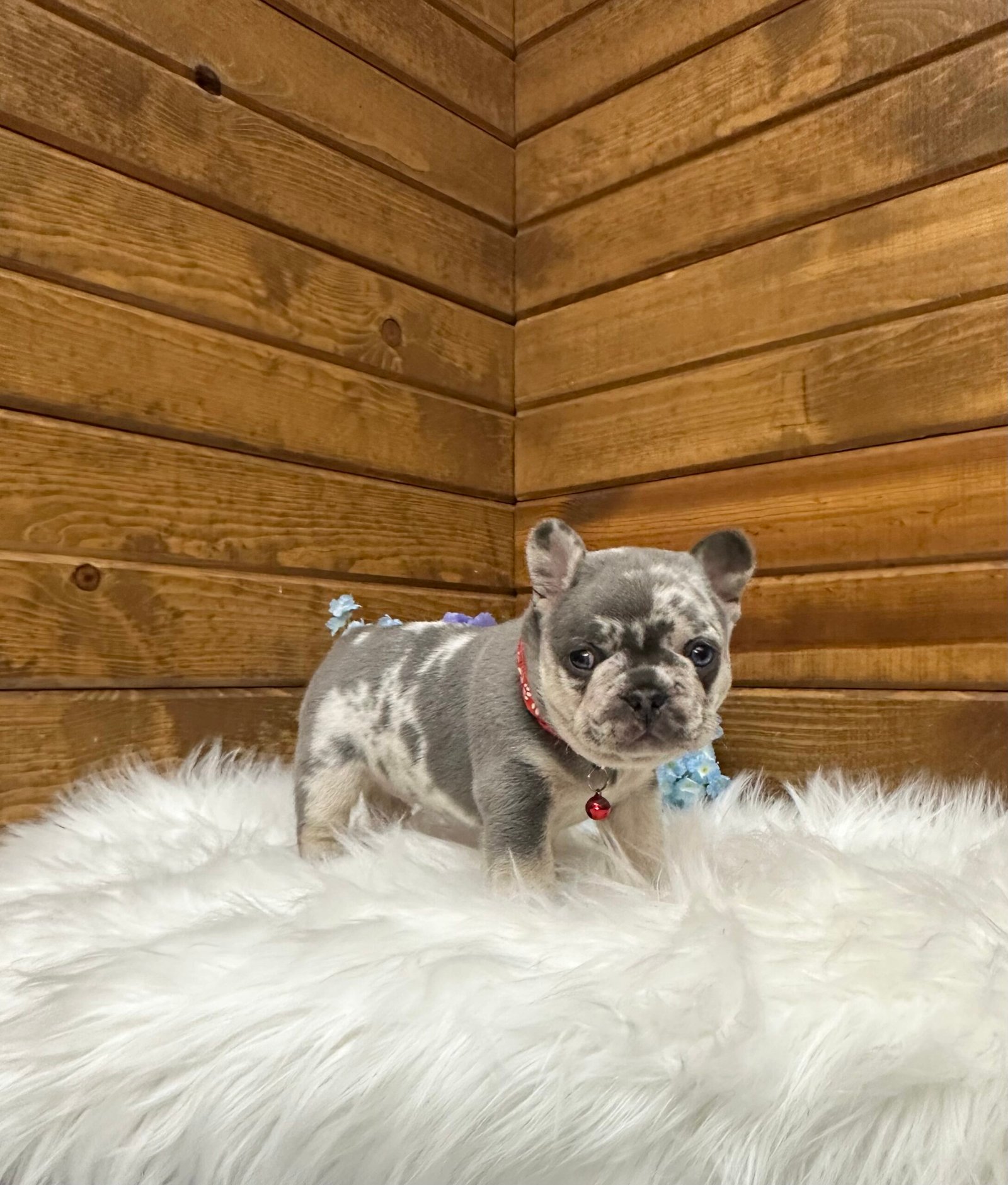 Jace 3 Jace - Image 3