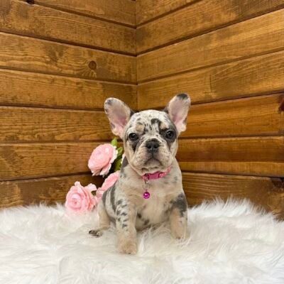 Evie