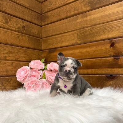 Posie