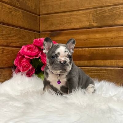 Posie