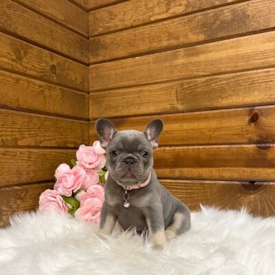 Violet