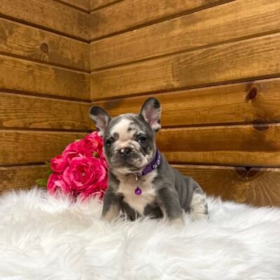 Posie