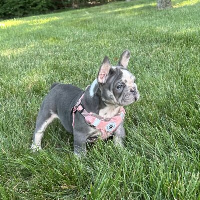 Posie