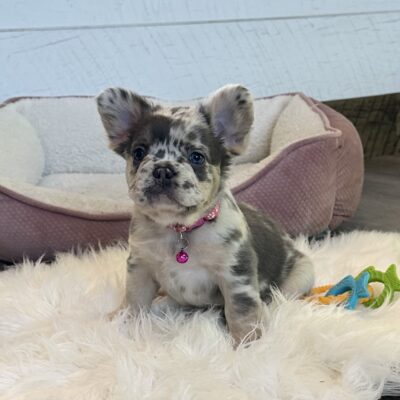 Stella